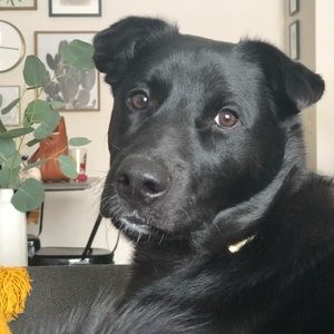 Meet your Posher, Devin